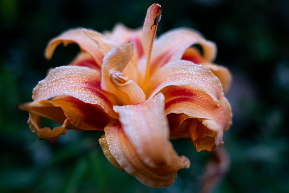 a close up of a flower with drops of water on it