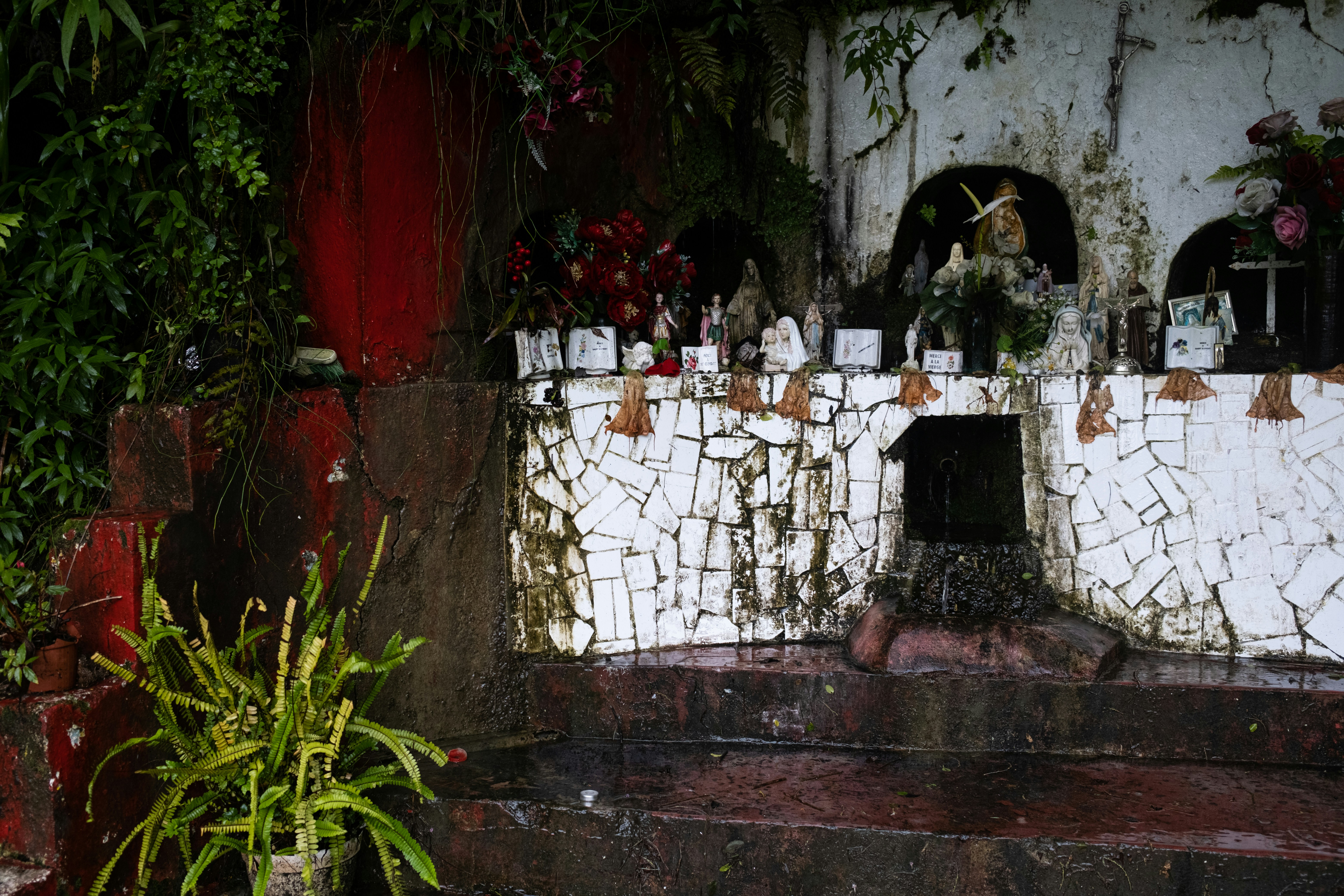 White wall covered with tropical plants illustrating the lush vegetation and humid climate of Cilaos