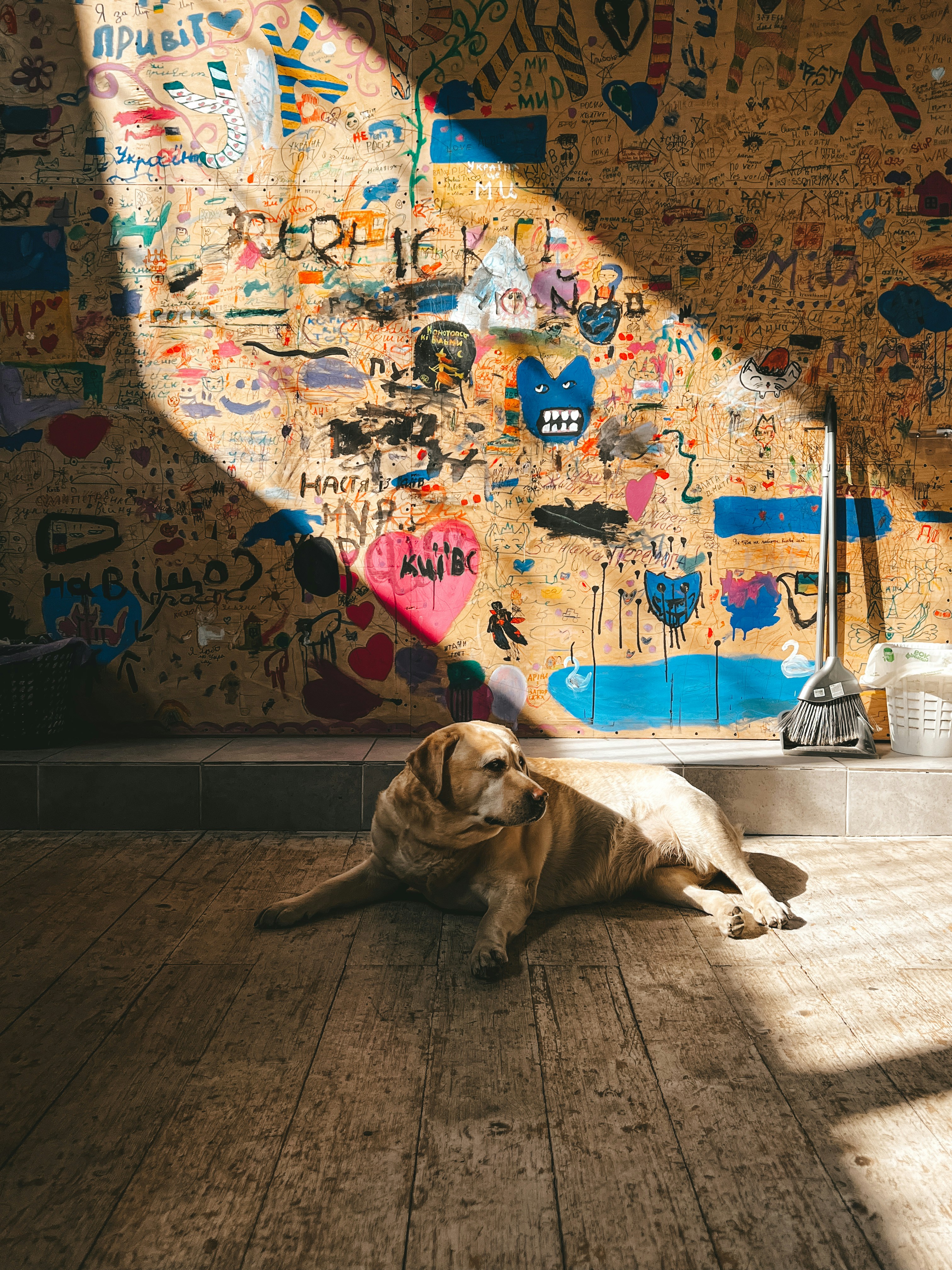 pet supplies wallpaper, wallpaper, Pet First Aid Kit: Essential Supplies & Guide 4