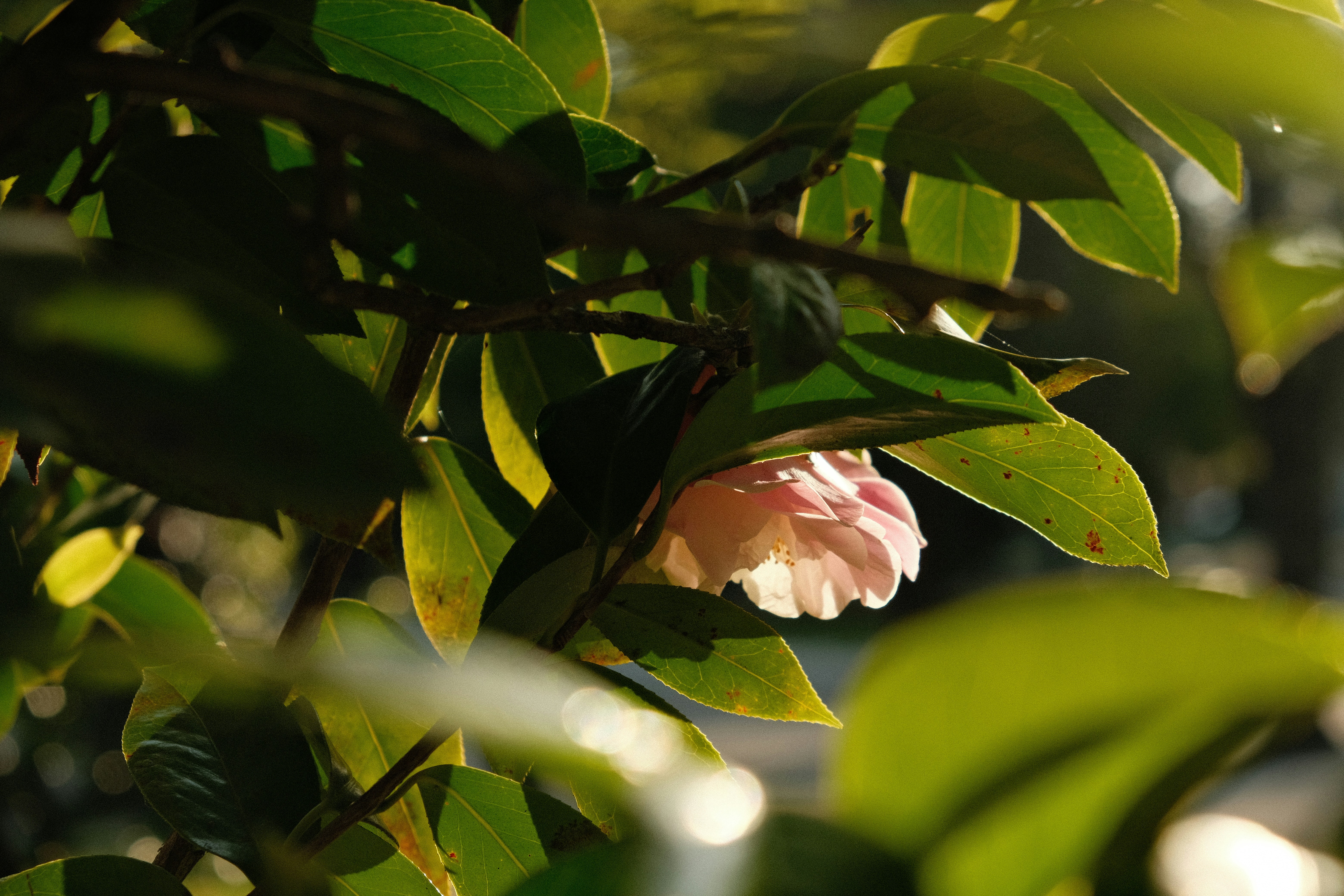 a pink flower is blooming on a tree branch
