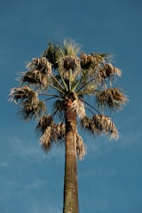 a tall palm tree with lots of leaves