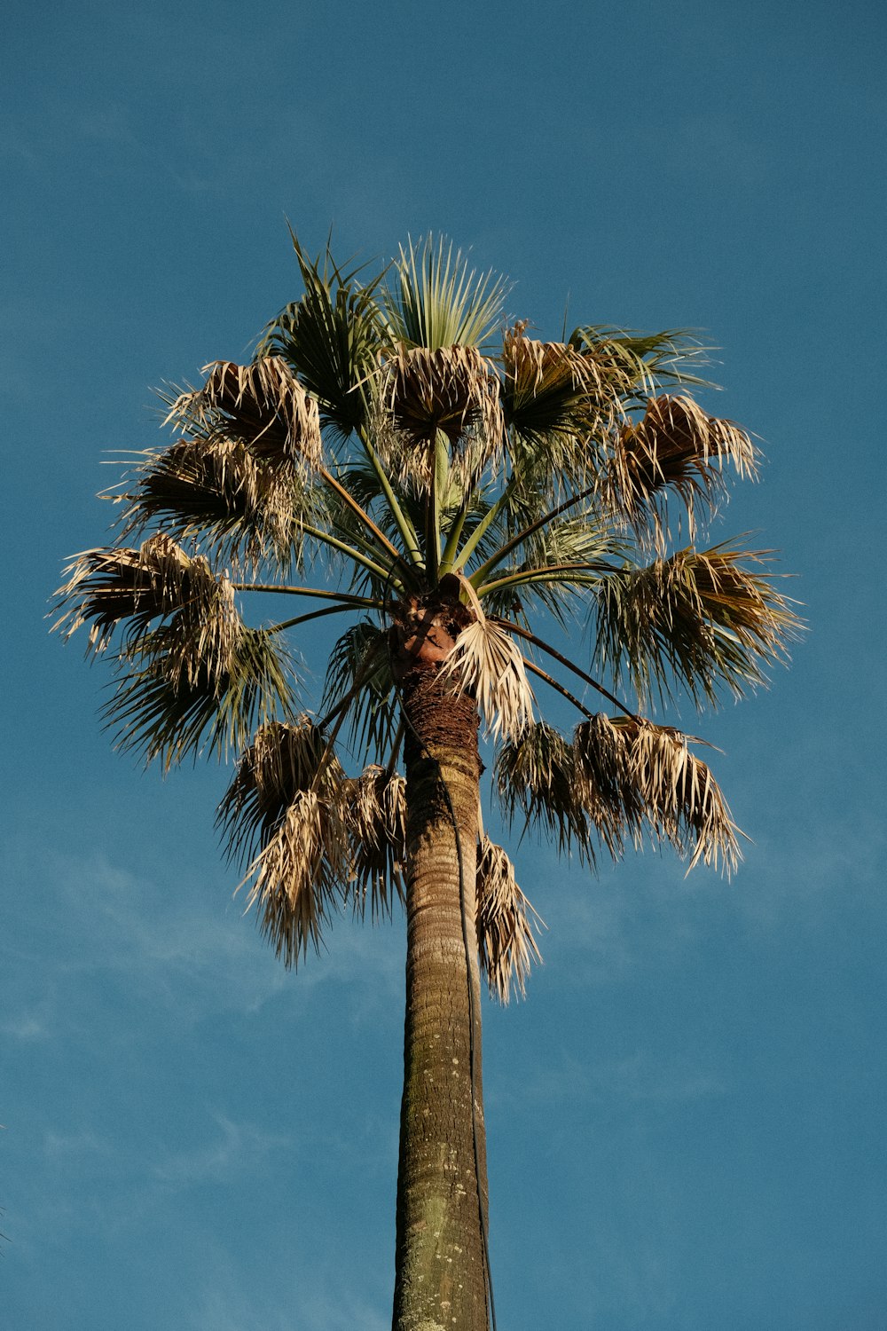 a tall palm tree with lots of leaves