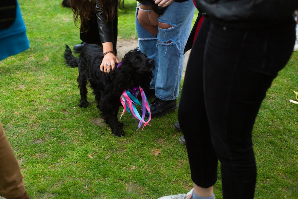 a group of people standing around a black dog