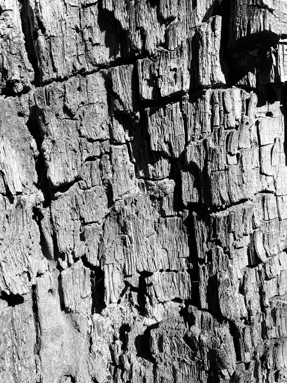 black and white photograph of a tree bark
