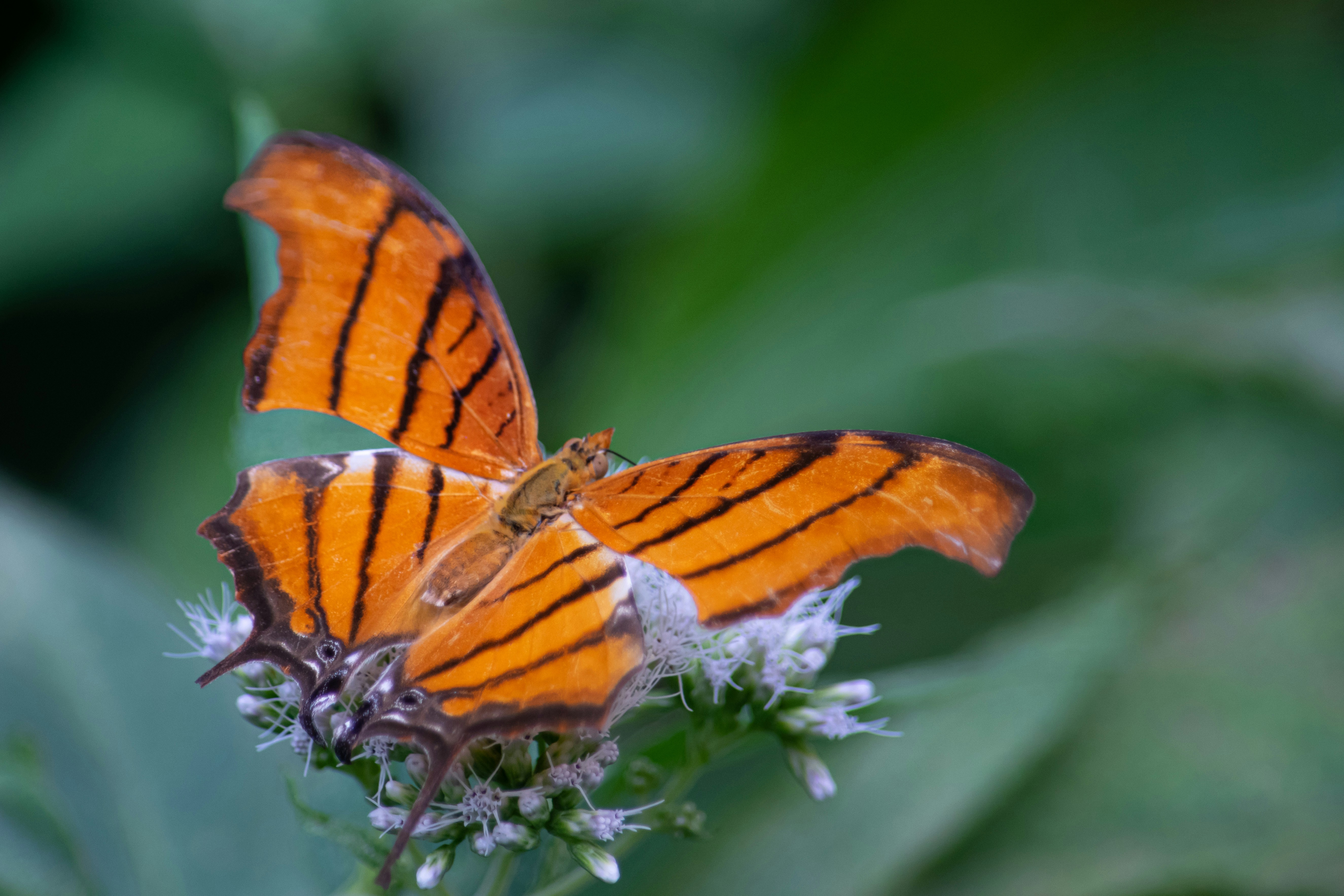 Gros plan d’un papillon sur une fleur