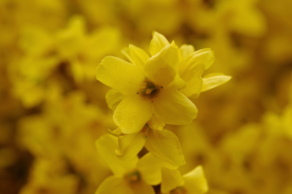 a close up of a yellow flower with a blurry background