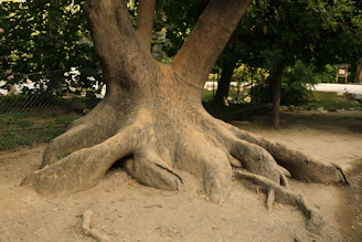 Roots of a large, sturdy tree spreading deep into the earth, evoking emotional grounding.