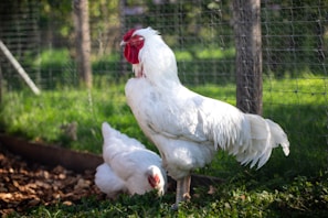 A large white rooster stands prominently in the foreground, with vibrant red wattles and comb. Nearby, a white hen is pecking at the ground. The setting is an outdoor pen surrounded by wire fencing, with lush green vegetation and soft diffused sunlight creating a serene rural atmosphere.