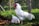 A large white rooster stands prominently in the foreground, with vibrant red wattles and comb. Nearby, a white hen is pecking at the ground. The setting is an outdoor pen surrounded by wire fencing, with lush green vegetation and soft diffused sunlight creating a serene rural atmosphere.