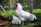 A large white rooster stands prominently in the foreground, with vibrant red wattles and comb. Nearby, a white hen is pecking at the ground. The setting is an outdoor pen surrounded by wire fencing, with lush green vegetation and soft diffused sunlight creating a serene rural atmosphere.