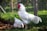 A large white rooster stands prominently in the foreground, with vibrant red wattles and comb. Nearby, a white hen is pecking at the ground. The setting is an outdoor pen surrounded by wire fencing, with lush green vegetation and soft diffused sunlight creating a serene rural atmosphere.