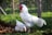 A large white rooster stands prominently in the foreground, with vibrant red wattles and comb. Nearby, a white hen is pecking at the ground. The setting is an outdoor pen surrounded by wire fencing, with lush green vegetation and soft diffused sunlight creating a serene rural atmosphere.