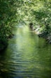 a river running through a lush green forest