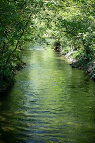 a river running through a lush green forest