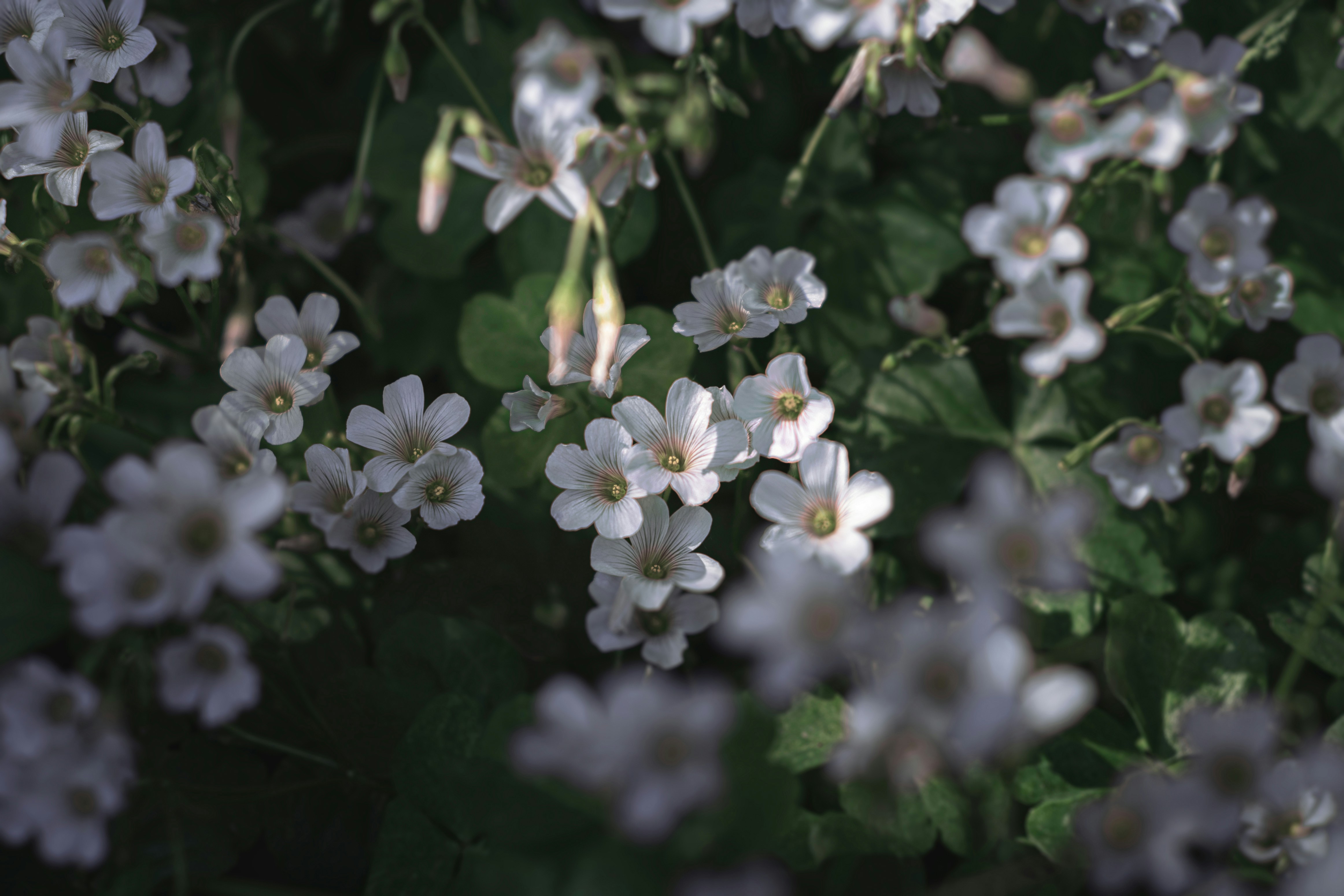 Photo by minecraftinventor