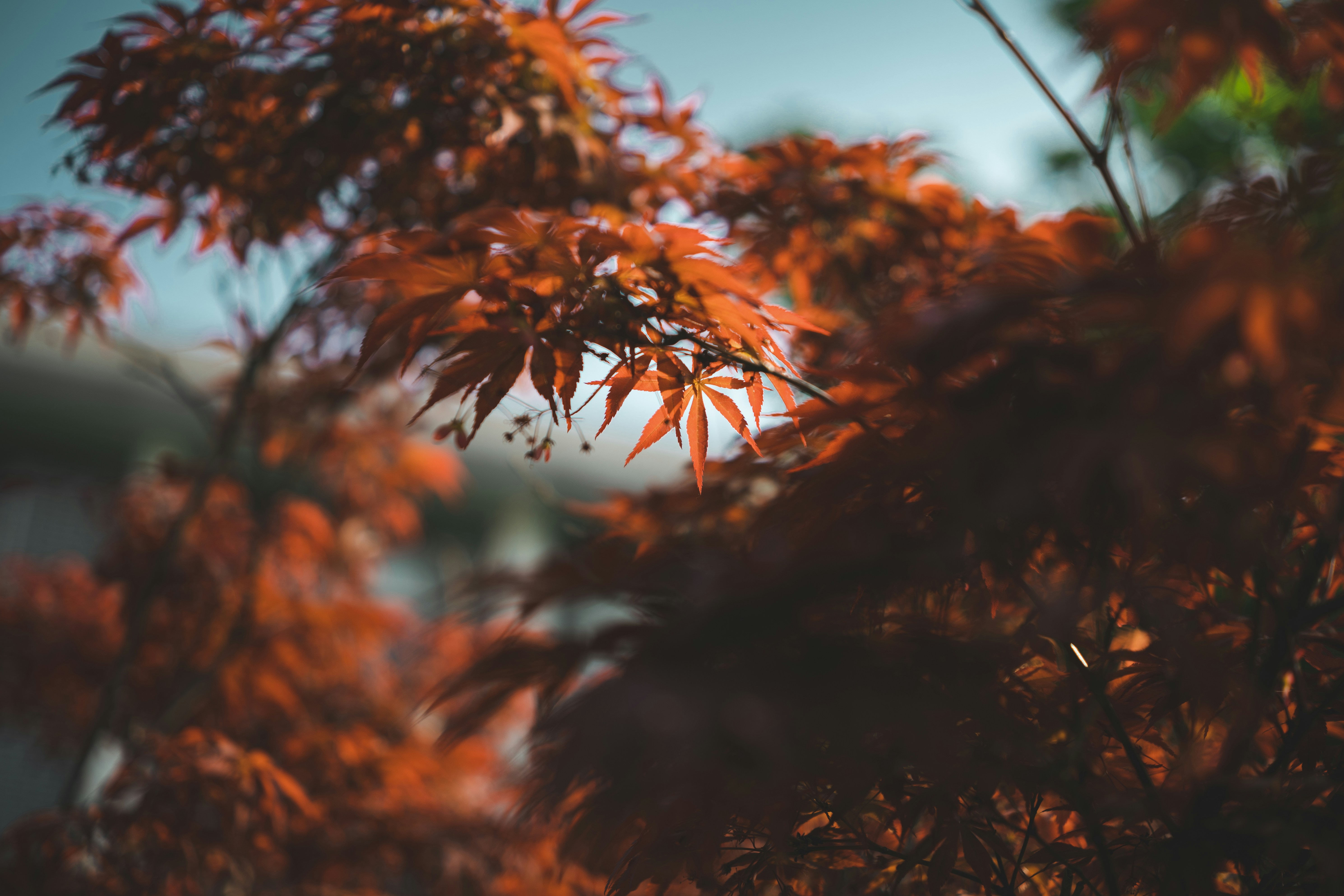 Photo by minecraftinventor