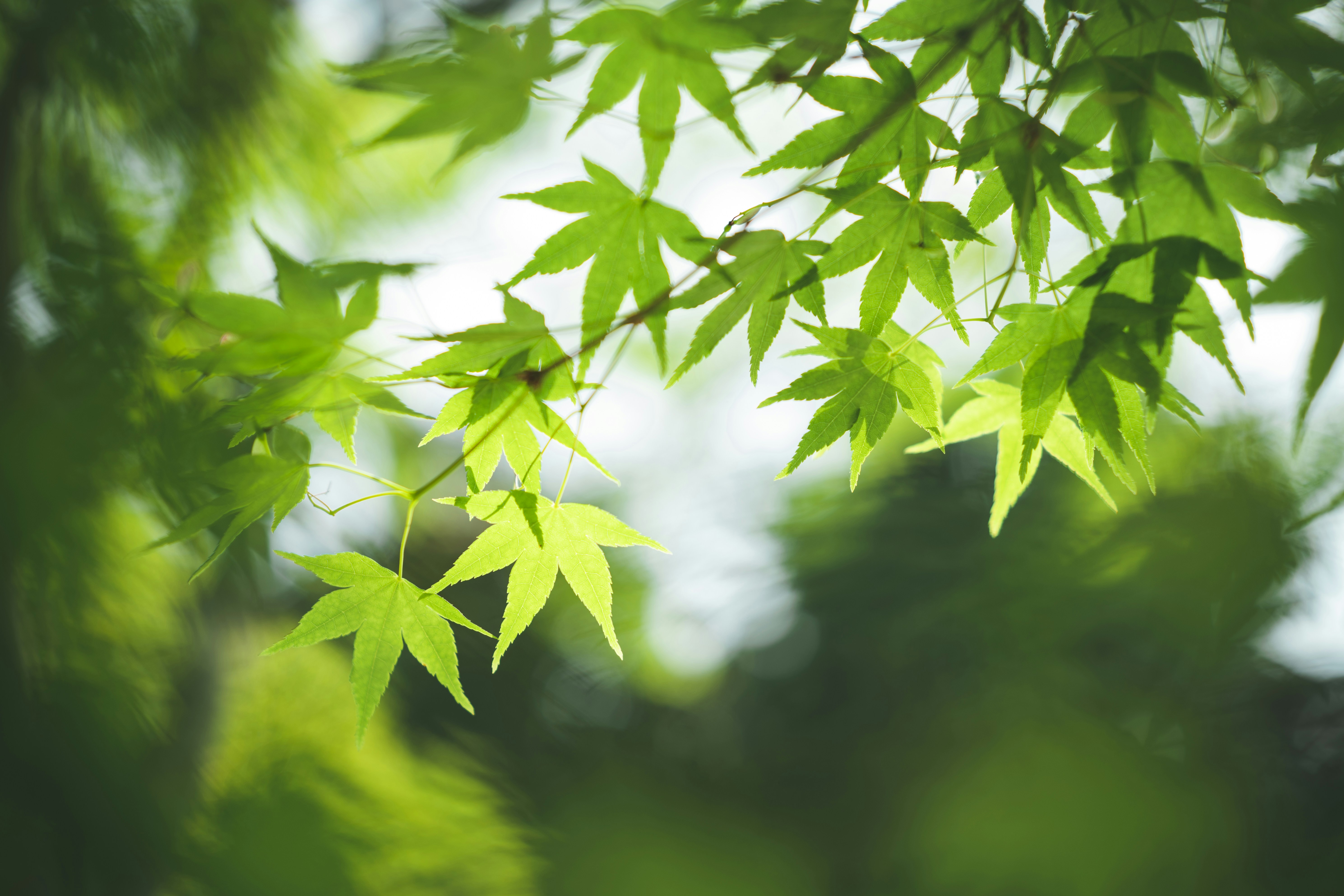 Photo by minecraftinventor