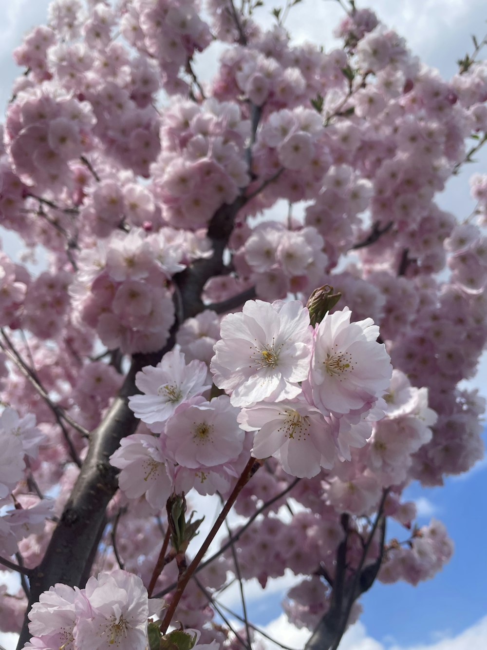 a tree with lots of pink flowers on it