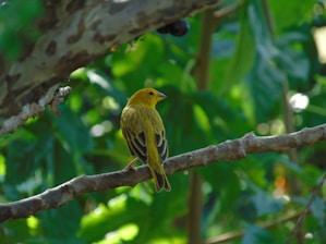 a small yellow bird perched on a tree branch