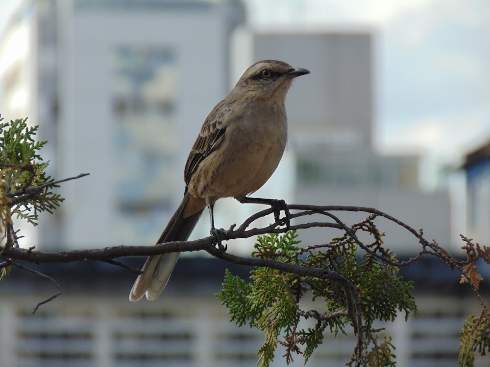 a bird sitting on a branch in a tree