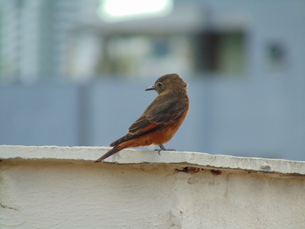 A small bird with brown and orange plumage perches on the edge of a light-colored concrete wall, with a blurred, urban background in shades of blue and grey.