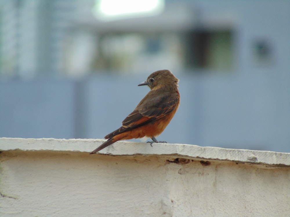 a small bird sitting on top of a white wall