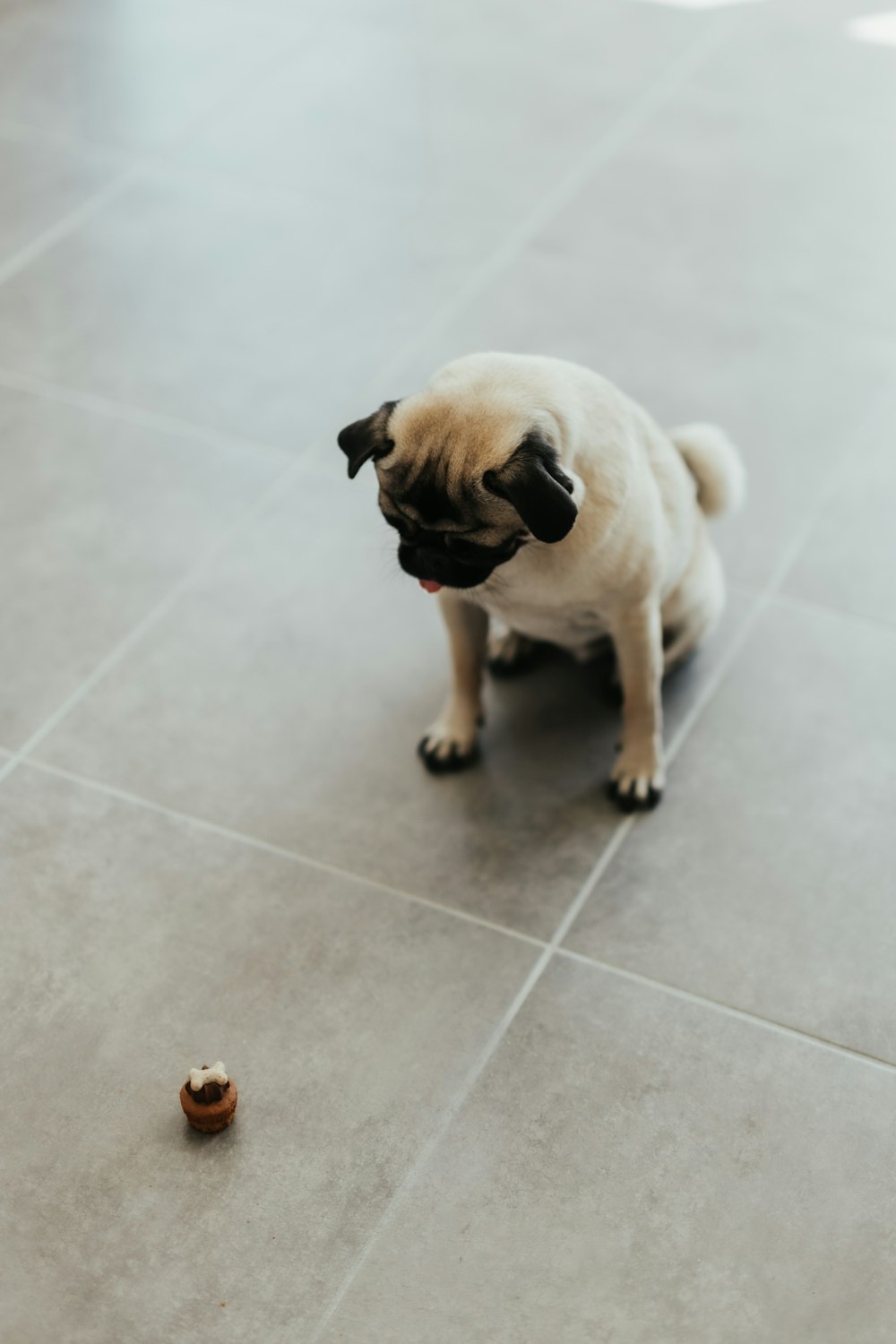 a small pug dog standing on a tile floor