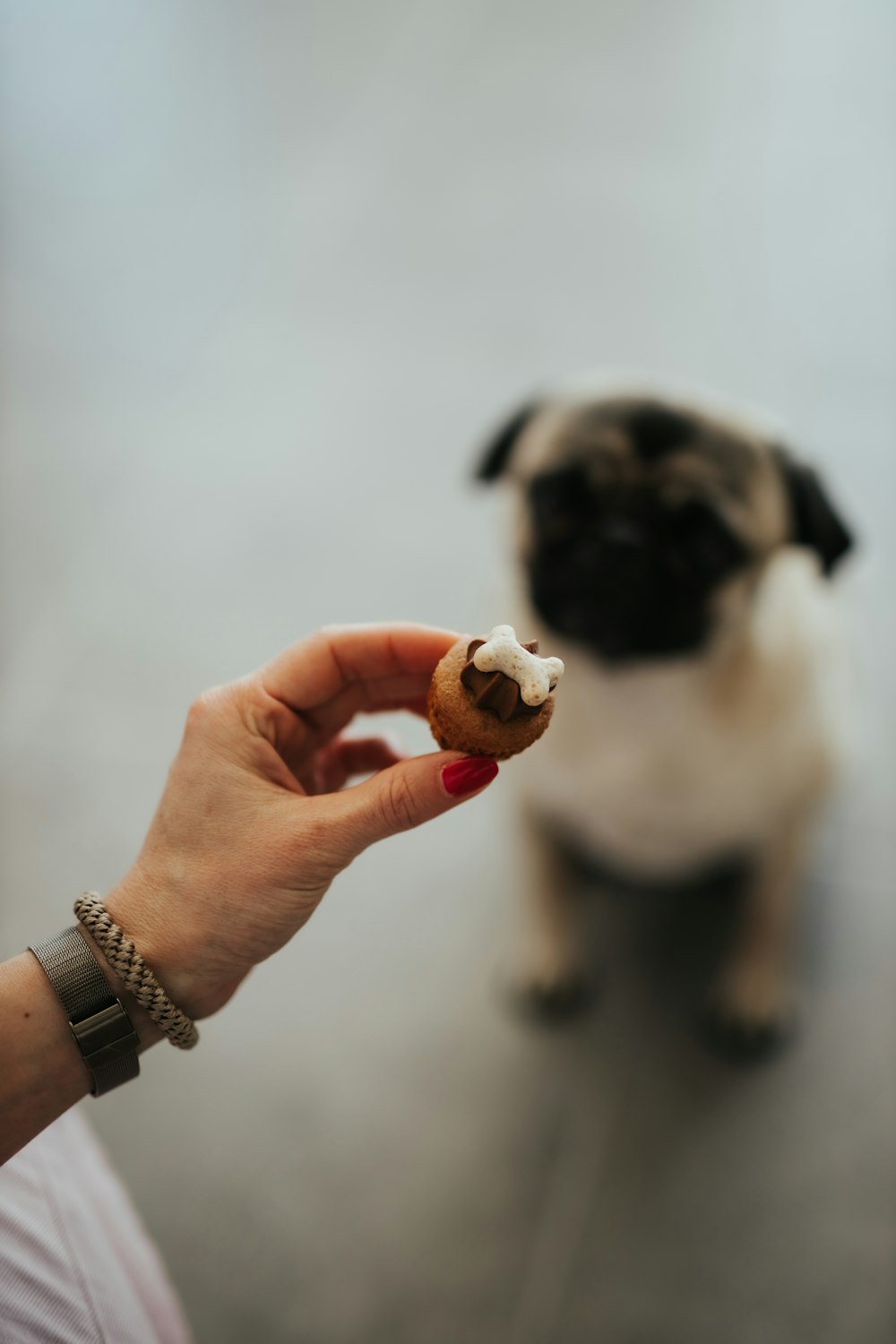 a person holding a piece of food in front of a small dog