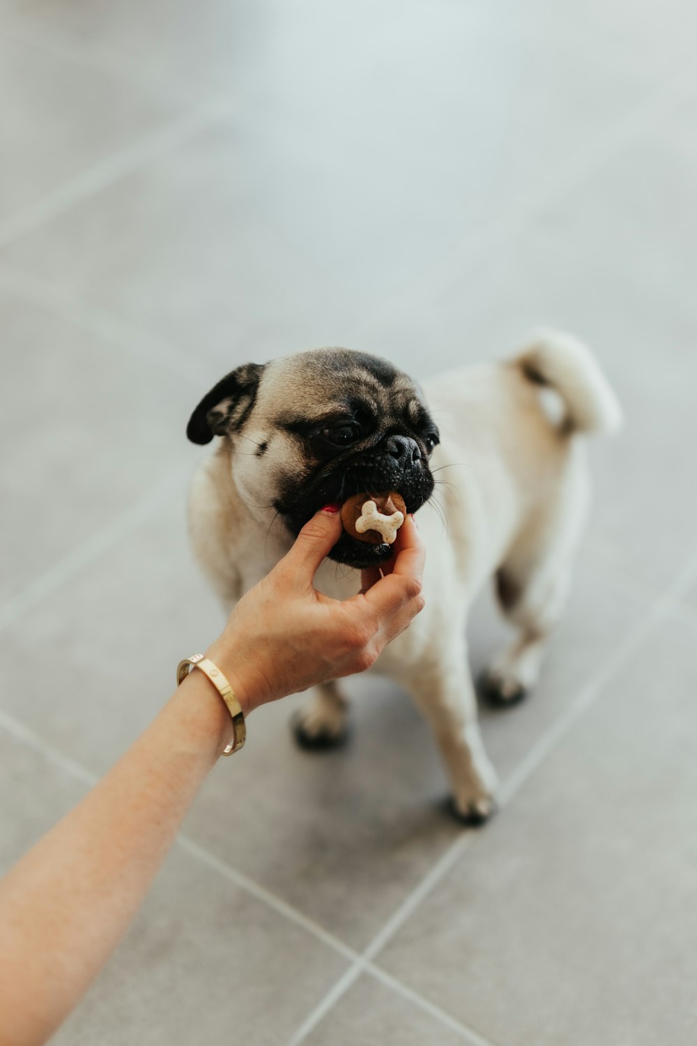 a person feeding a small pug a piece of food