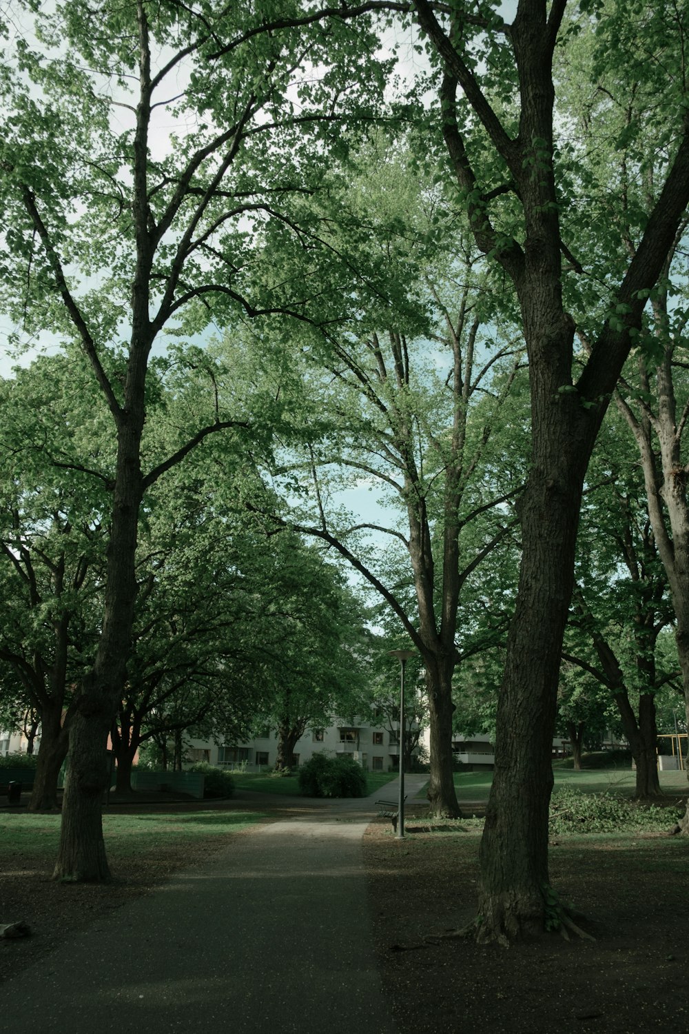 a tree lined path in a park with a building in the background