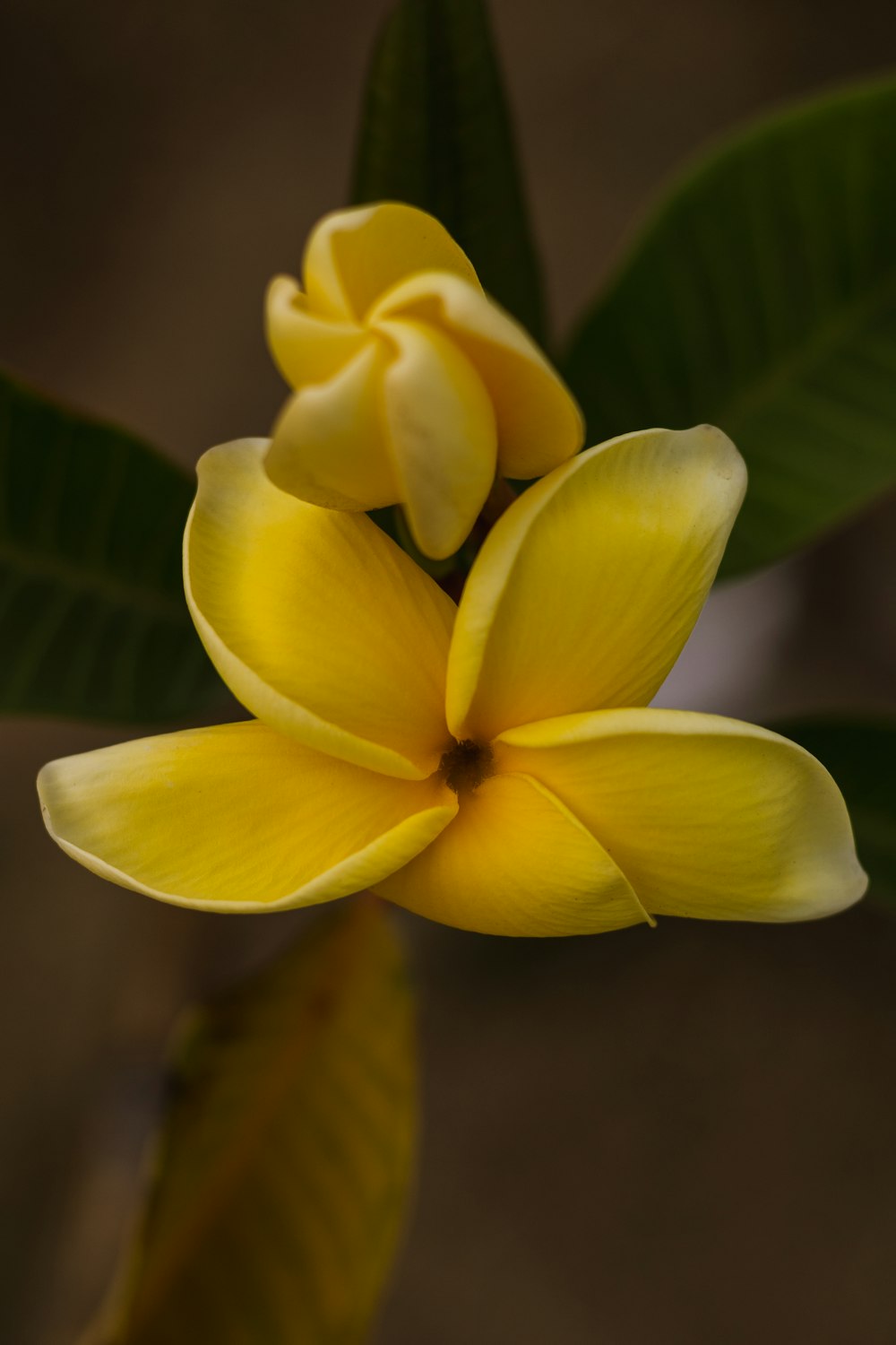 a yellow flower with green leaves in the background