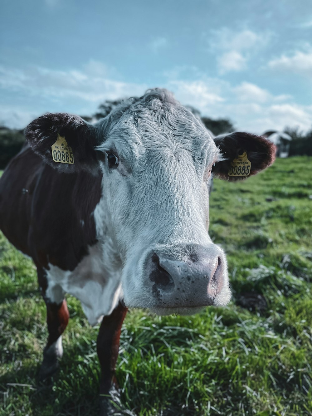 a close up of a cow in a field
