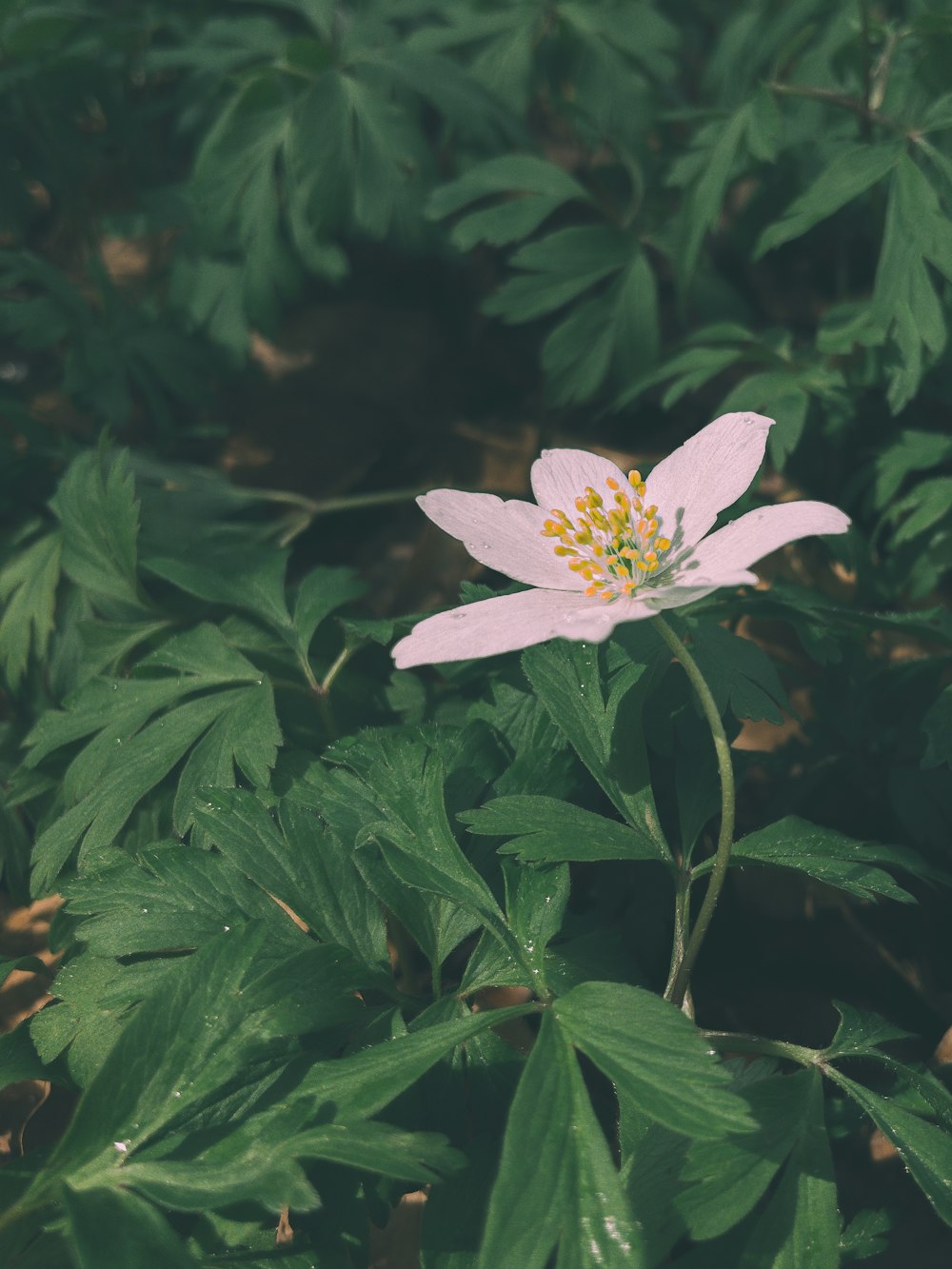 a pink flower with a yellow center surrounded by green leaves