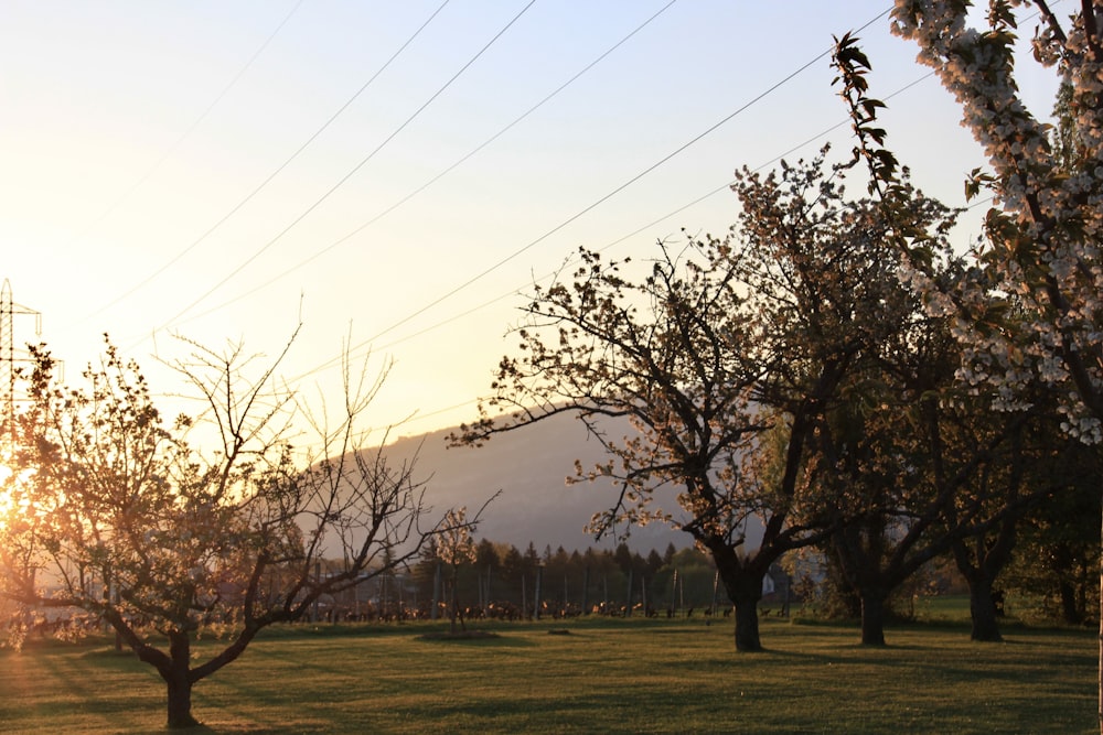 a grassy field with trees and power lines in the background