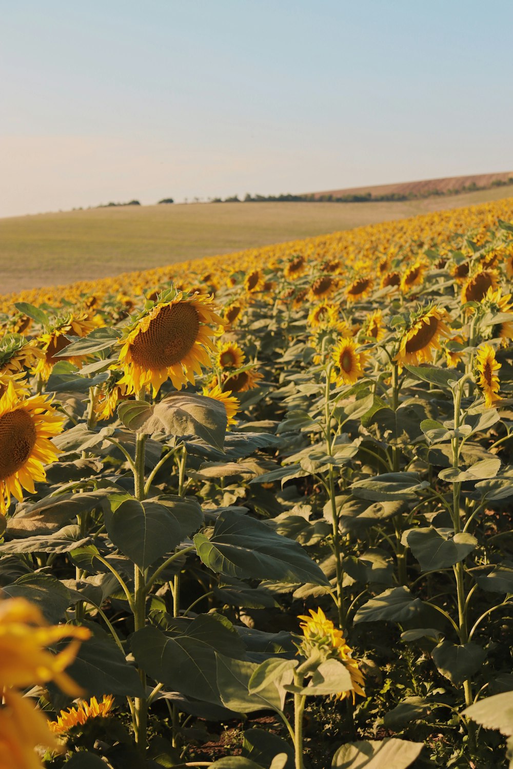 a large field of sunflowers on a sunny day
