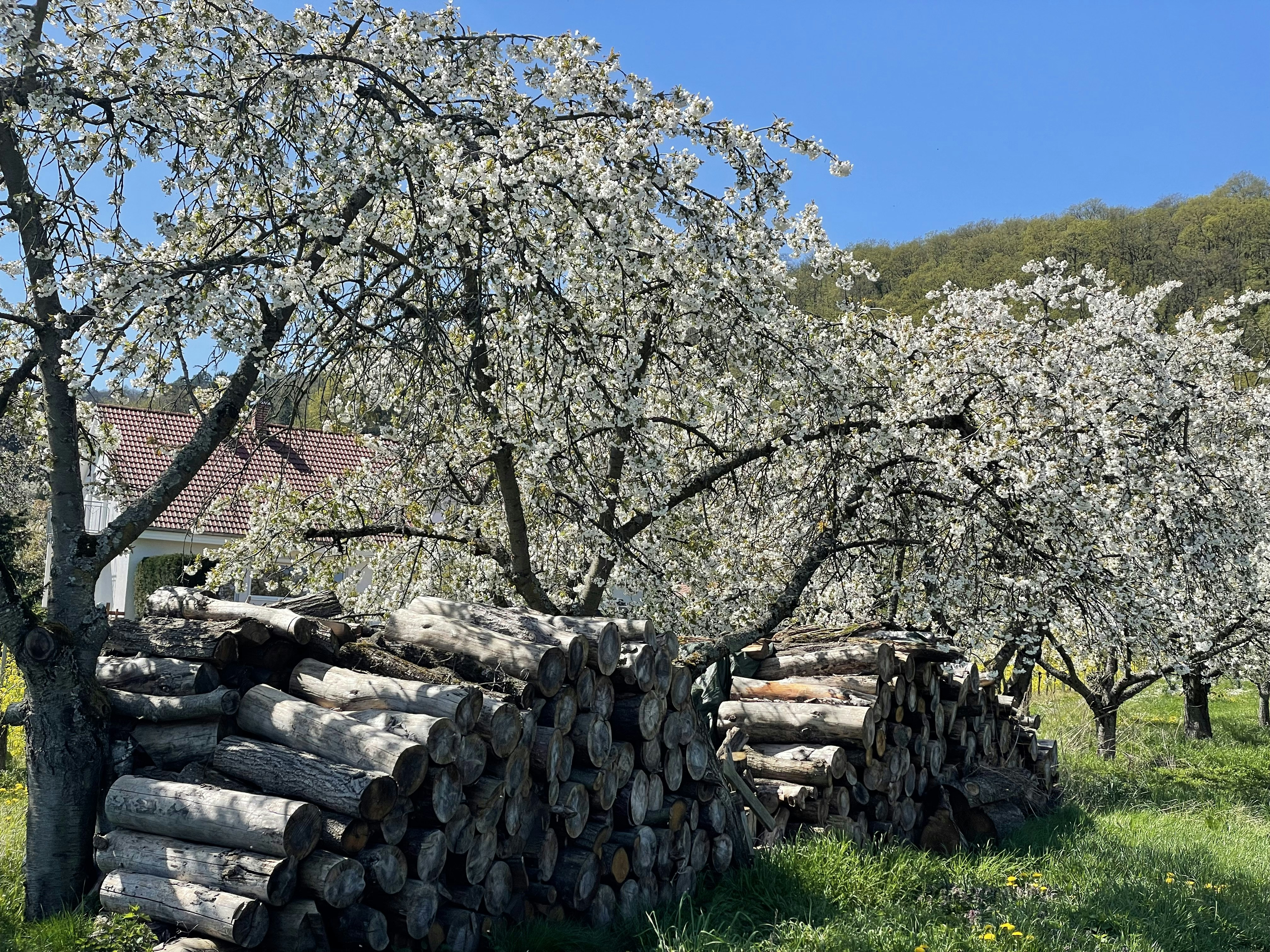 Image by Bernd 📷 Dittrich via Unsplash