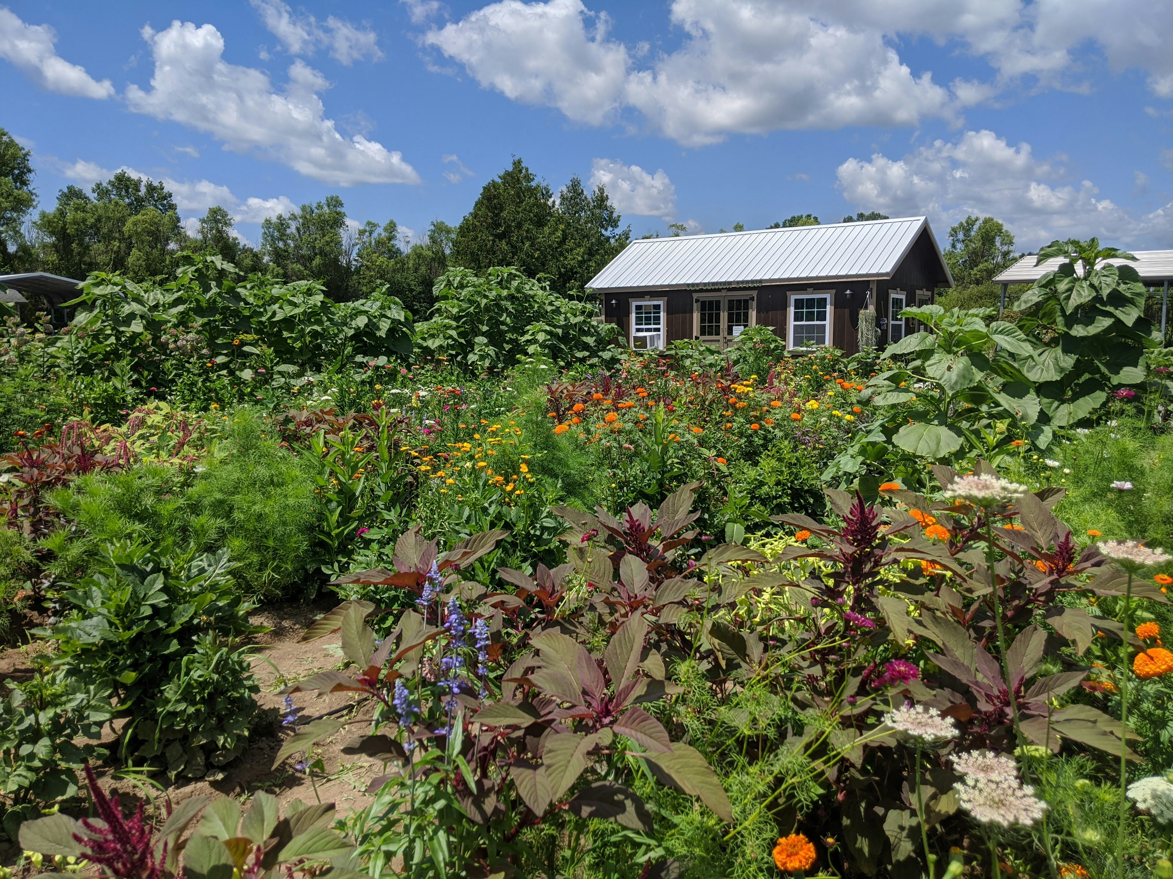 a field full of flowers and a building in the background