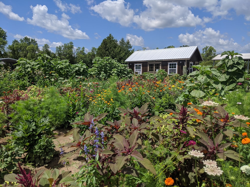 a field full of flowers and a building in the background