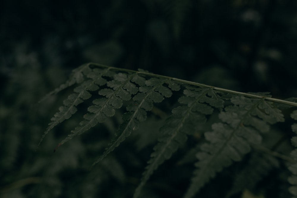 a close up of a fern leaf in the dark