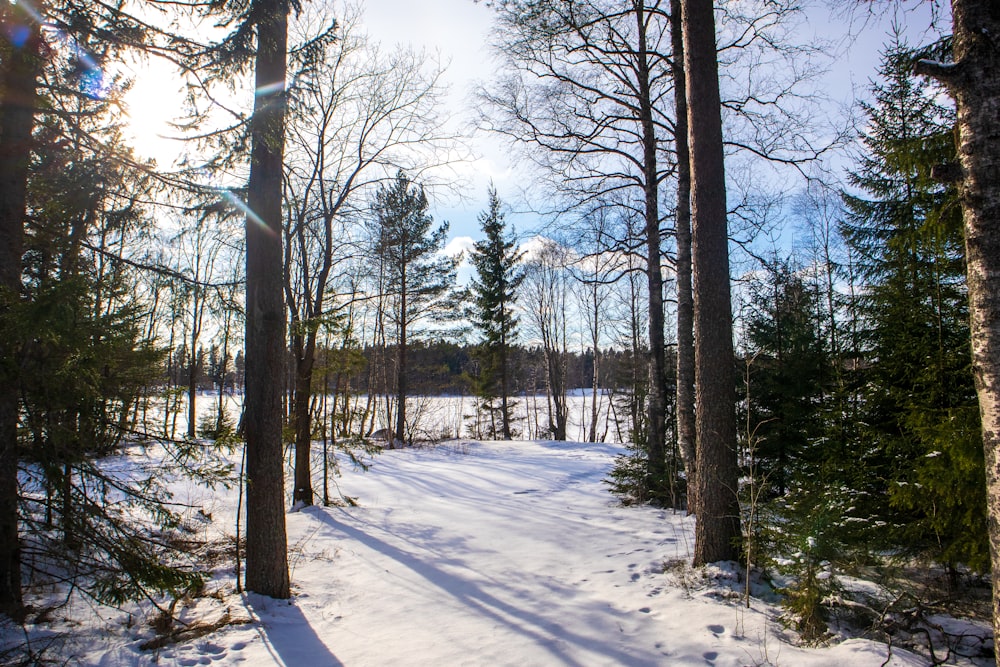 a path through a snowy forest with lots of trees