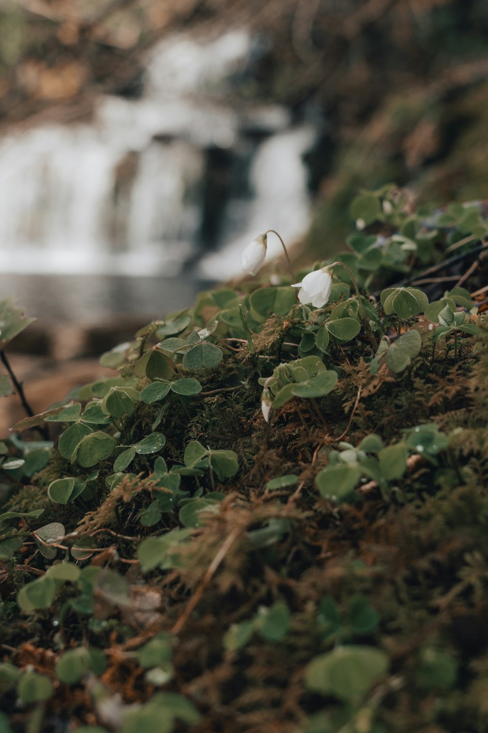 a close up of a plant with a waterfall in the background