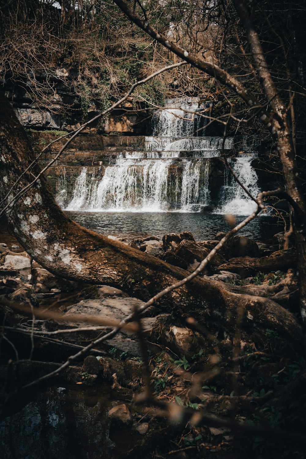 Une petite cascade au milieu d’une forêt