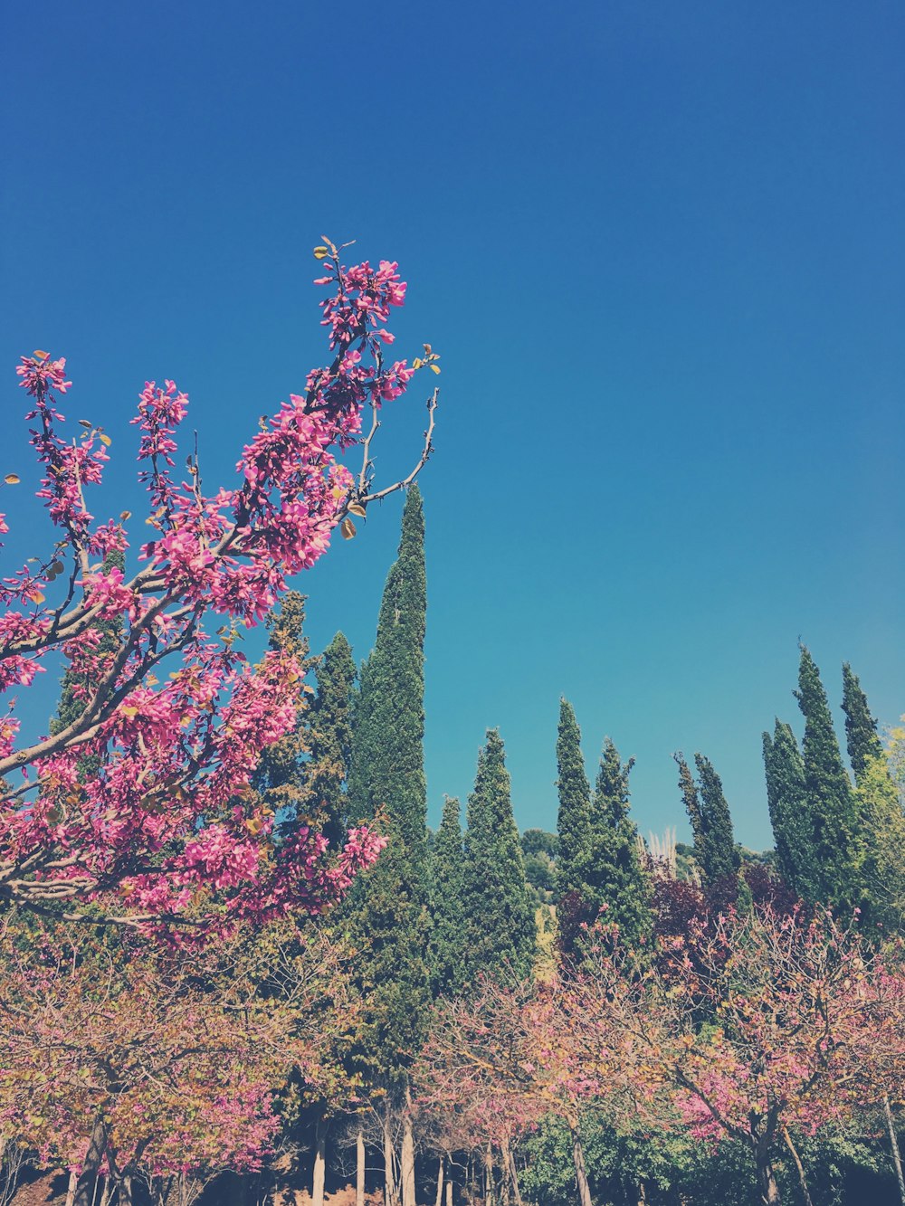 Un árbol con flores rosadas frente a un cielo azul