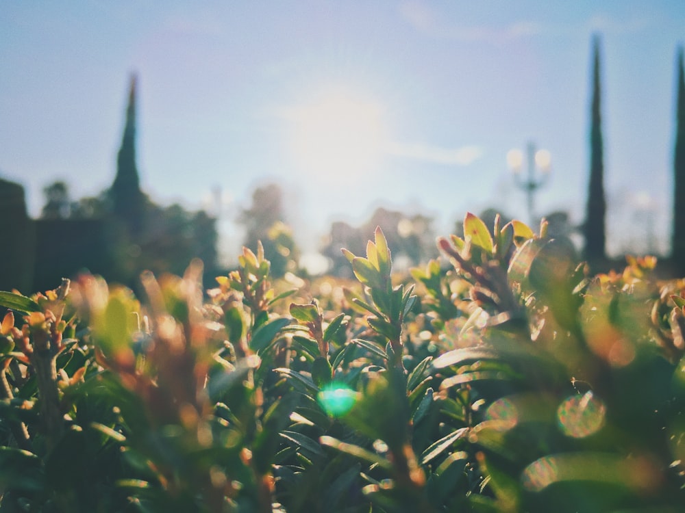 the sun shines through the leaves of a bush