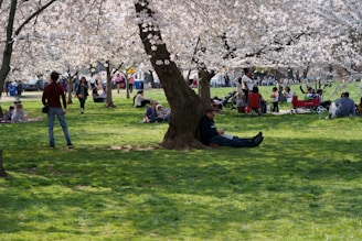 Families enjoying a day at the park during spring.