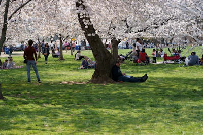 Families enjoying a sunny day at Delaware Park with blooming flowers around.
