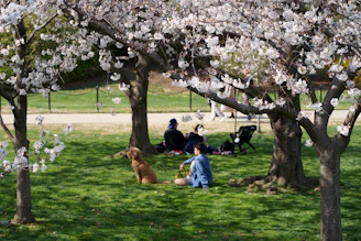 A cozy park scene with soft colors, trees, flowers, and animated pets resting under a tree.