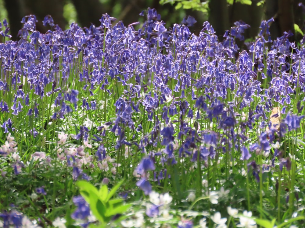 a field full of purple and white flowers