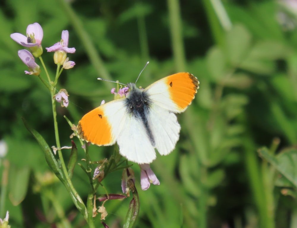 a close up of a butterfly on a flower