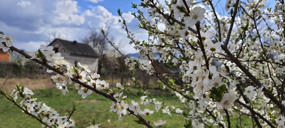 a tree with white flowers in front of a house